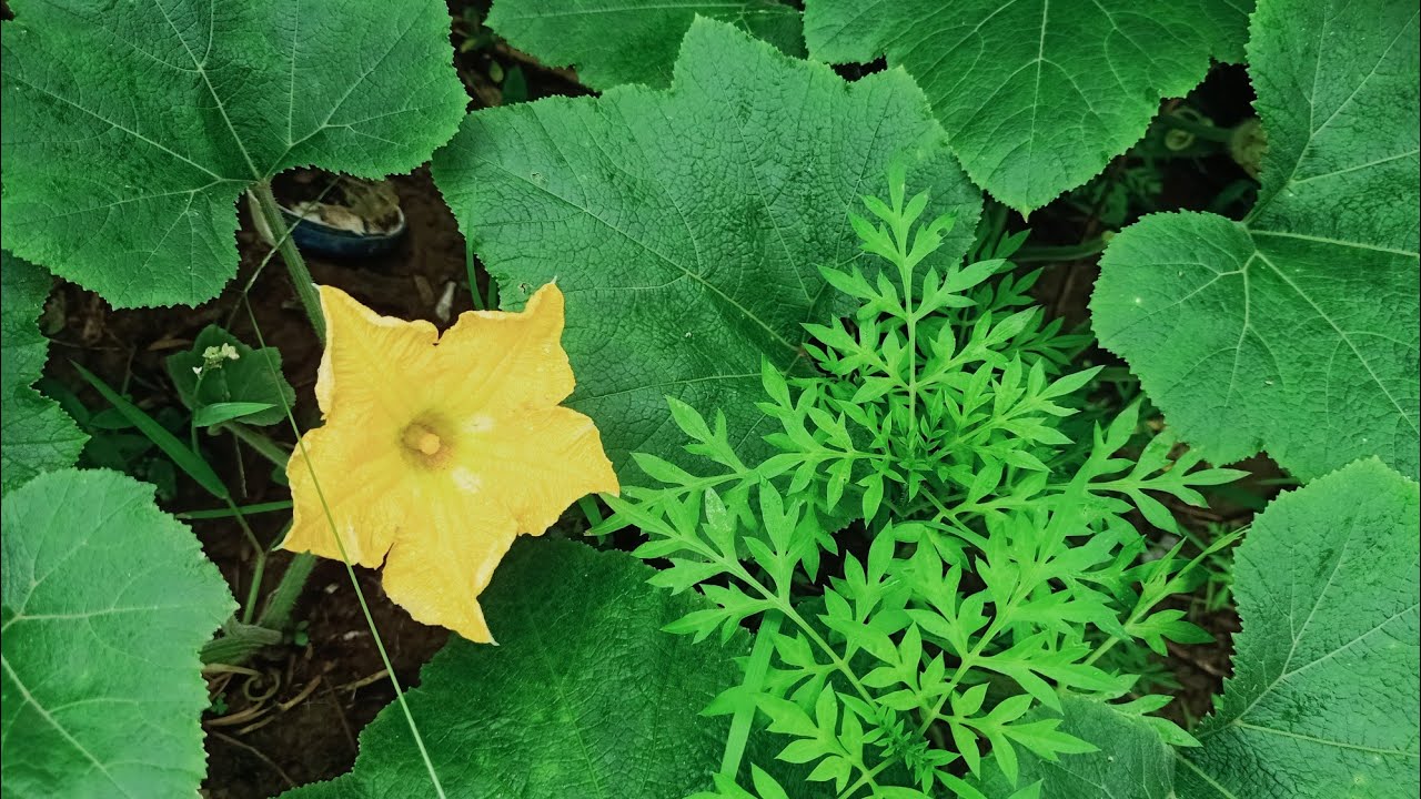 Bunga Labu Melimpah | Manfaat Rutin Jalan Kaki, dan Setelahnya Sekalian Cuci Mata 