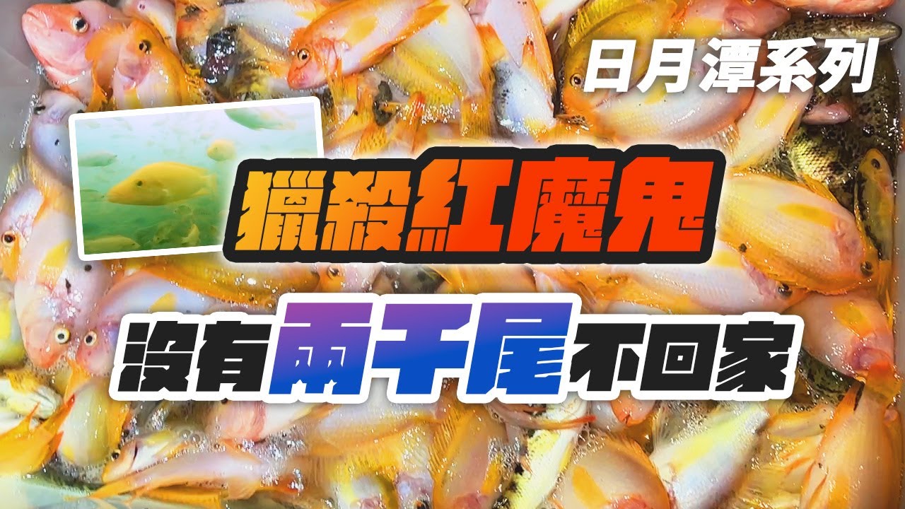 釣魚系列｜日月潭紅魔鬼數量太誇張，全員出動獵鬼，沒有兩千尾不回家！