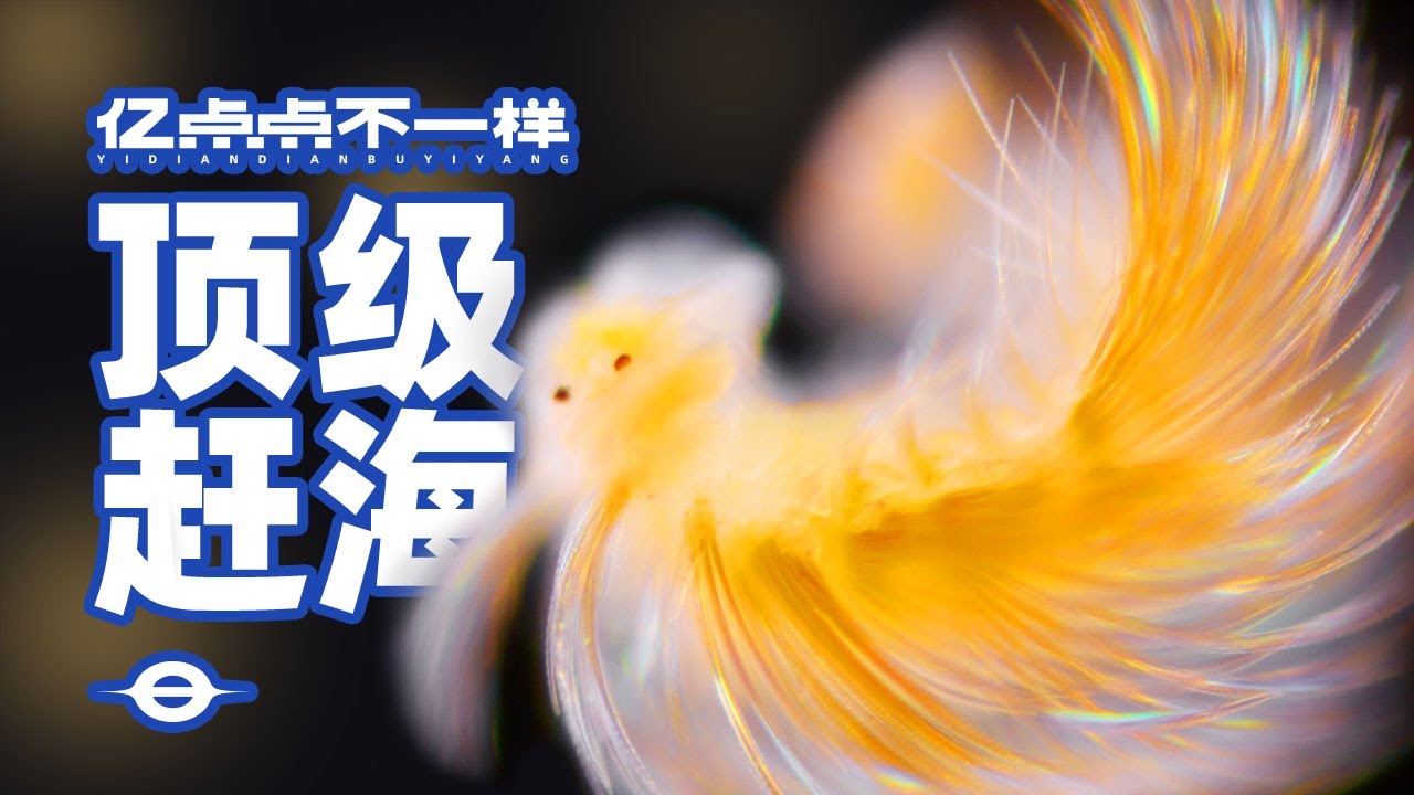 顶级赶海！开1600米的深海盲盒，看最野的浮游生物！
