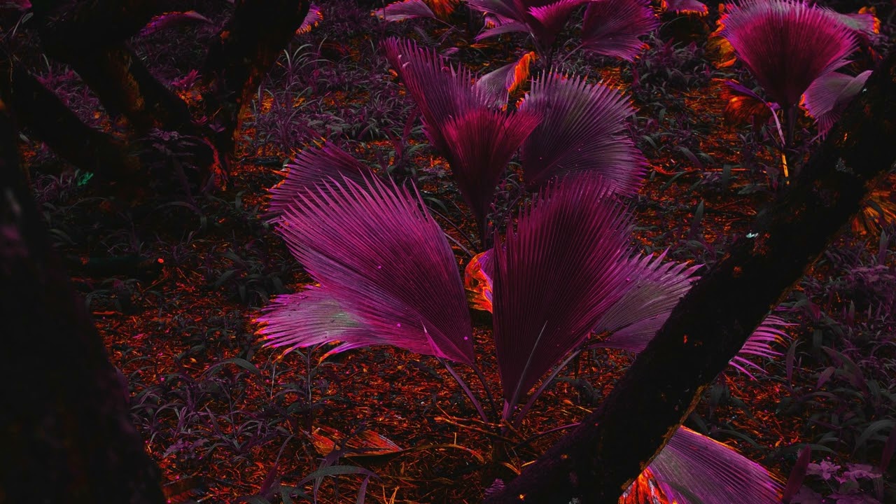 Fran Martinez (AR): Jungla (Original Mix)