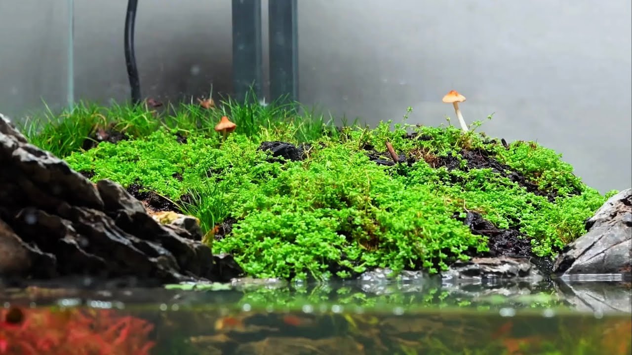 The best freshwater aquarium natural plant setup！