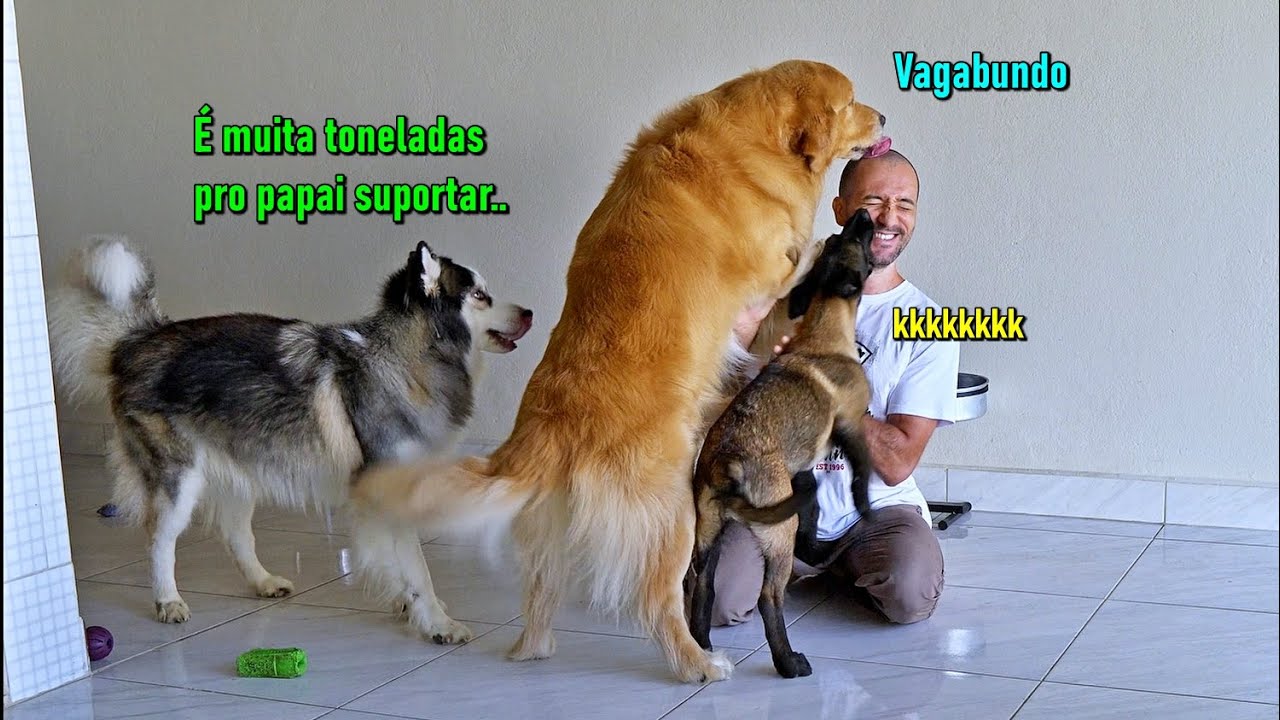 Chamei meus cães e fingi que não estava vendo eles - (Difícil missão com um Malinois...kkkkk)