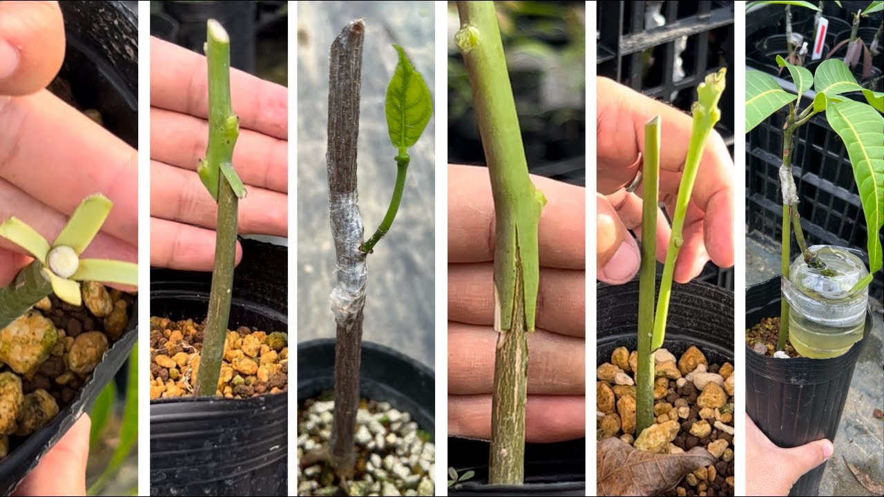 The amazing method of grafting and its essence.