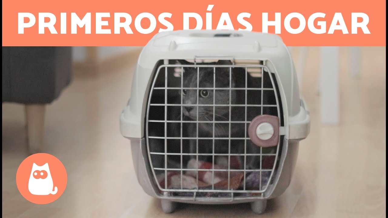 LLEGADA de un GATO a CASA 🐱 🏠 &iquest;Cu&aacute;nto tarda en Adaptarse?