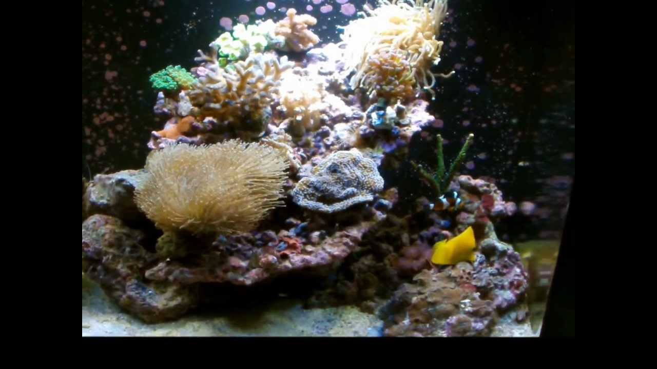 Sera Marine Riffaquarim HD