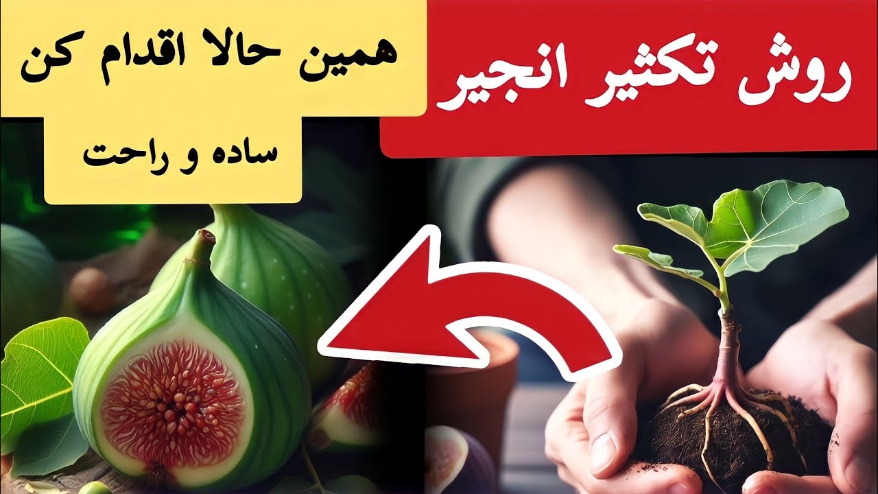 درخت انجیر نخر و خودت تکثیر کن how to propagate fig tree | روش تکثیر درخت انجیر