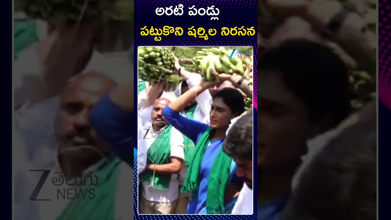 YS Sharmila Leads Protest for Banana Farmers in Kadapa | అరటి పండ్లు  పట్టుకొని షర్మిల నిరసన | ZEE