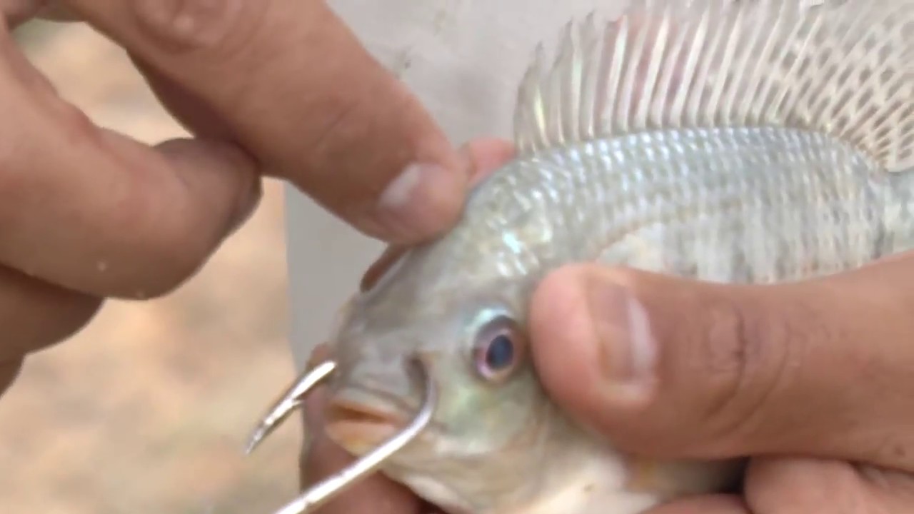 Como Iscar Peixe Vivo No Anzol