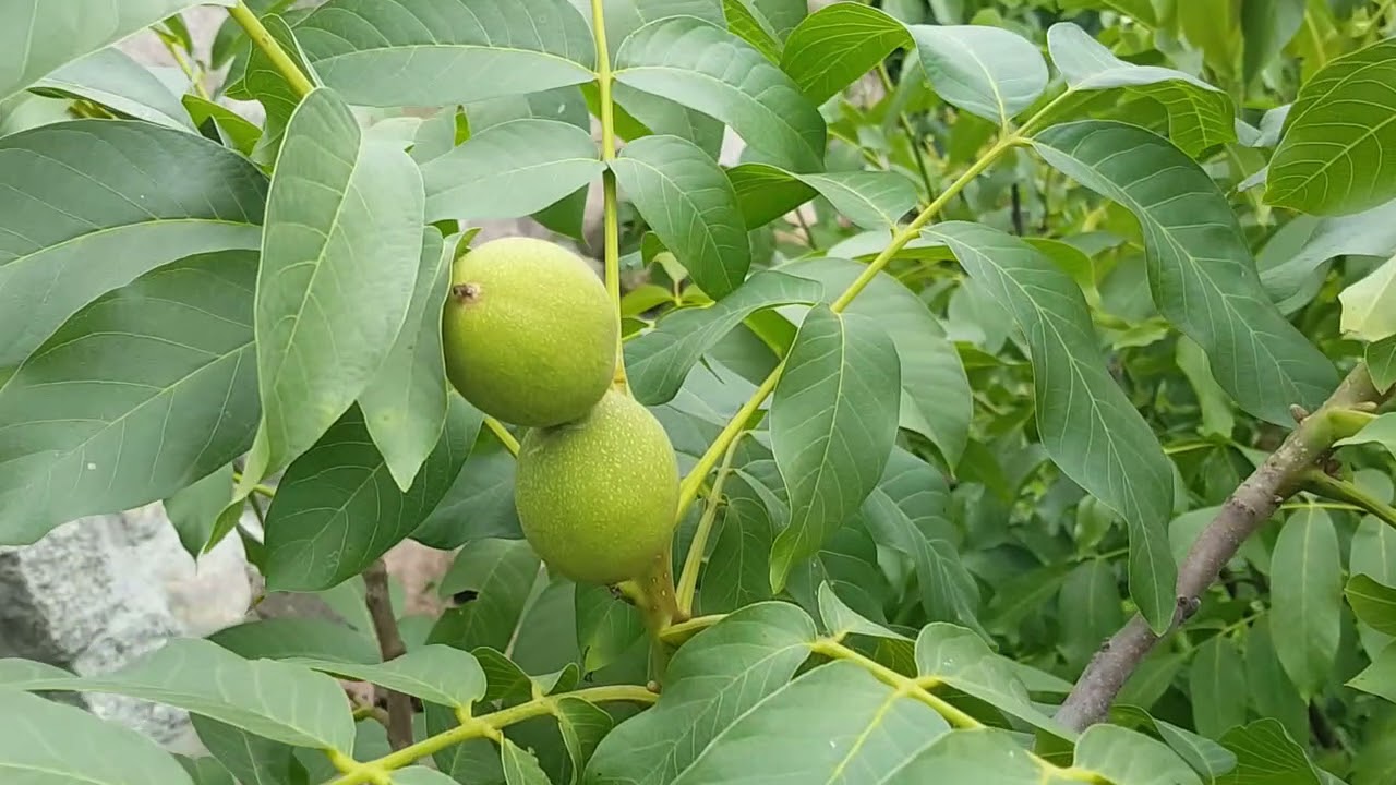 Graikiniai rie&scaron;utmedžiai. Derėjimo problemos. &Scaron;tambo auk&scaron;tis. 1 dalis
