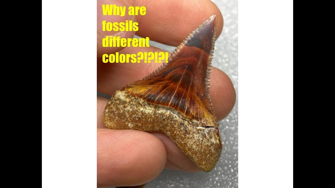 How Fossil Shark Teeth Get Their Color
