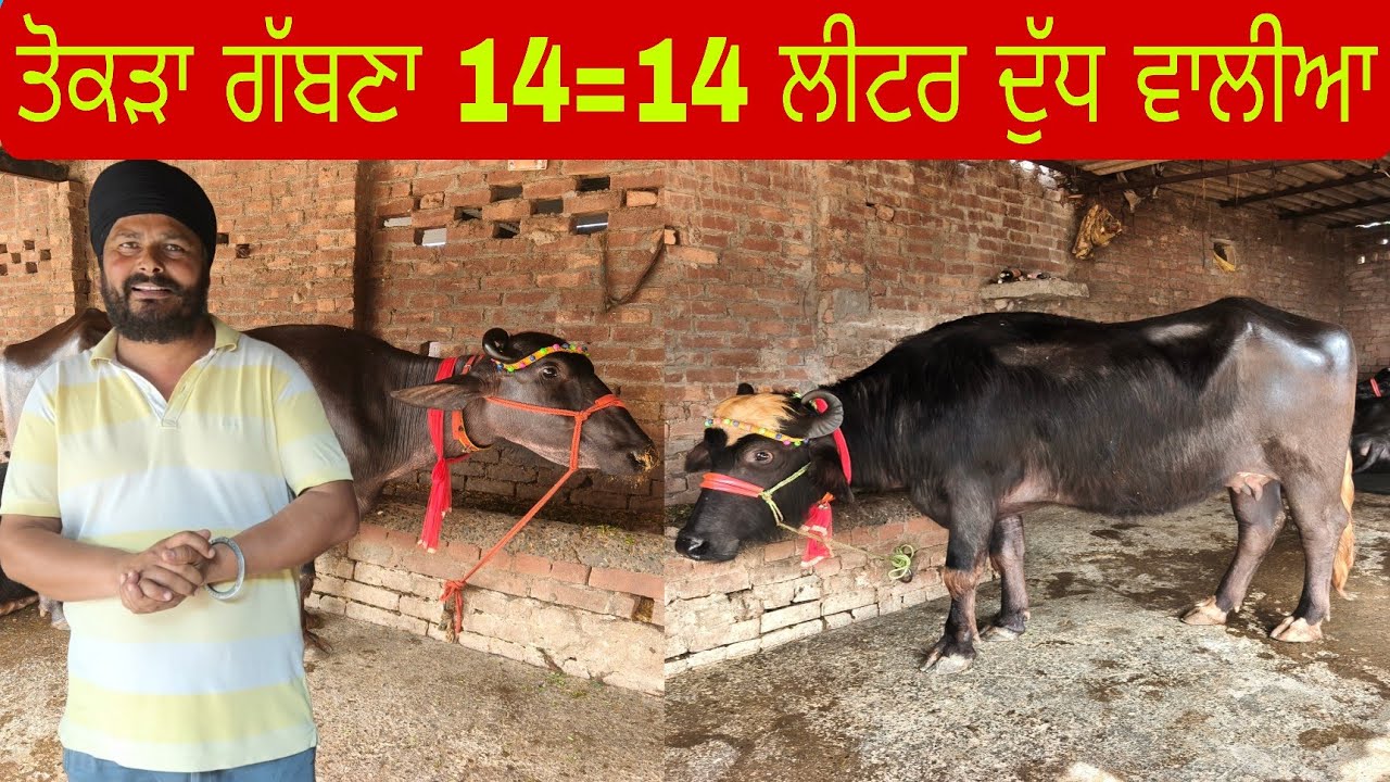 ਫੋਨ ਨੰਬਰ 90417=96783 ਤੋਕੜਾ ਗੱਬਣਾ ਝੋਟੀਆਂ ਵੀਕਾਊ 