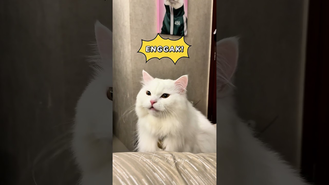Oti is really persistent in asking for food when her parents are going to sleep 🥰