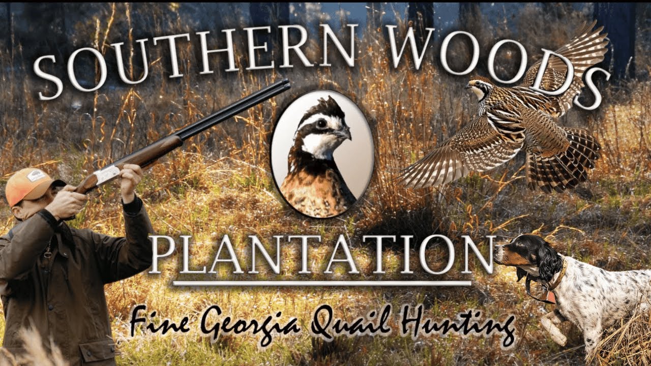 Quail Hunt // Southern Woods Plantation // Legends Of The Outdoors