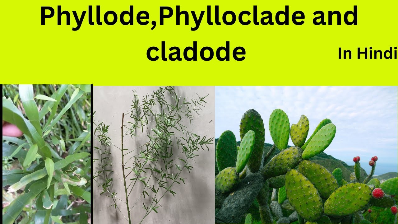 Phylloclade,cladode,phyllode.Difference among Phylloclade,cladode,phyllode