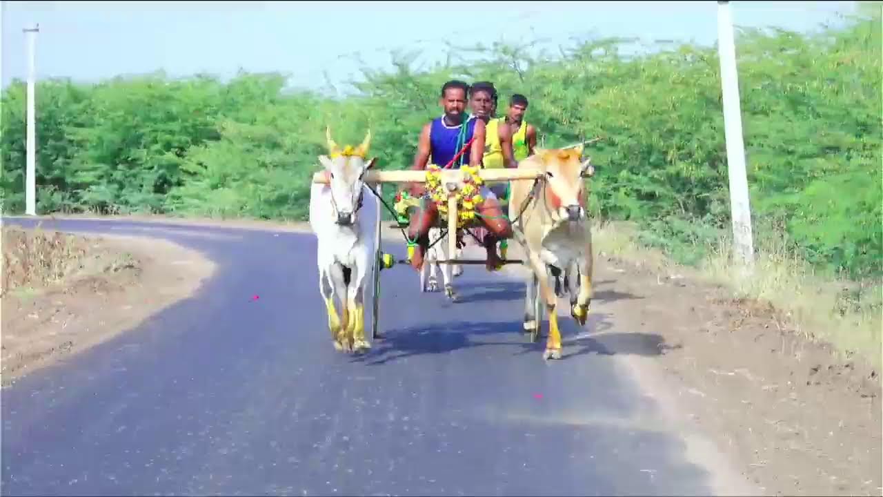 ராமநாதபுரம் மாவட்டம் காடமங்கலம் சின்னமாடு 50k நேரலை