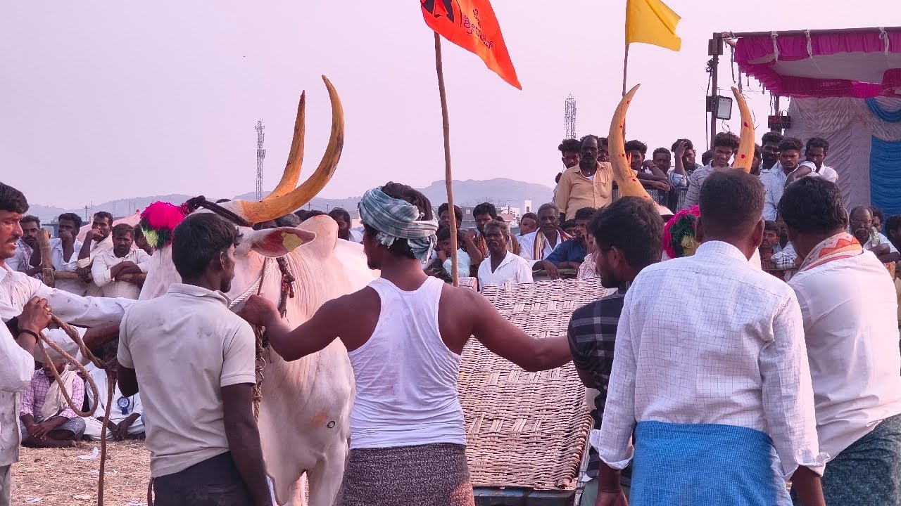 🔴 గుడికల్ అంతర్ రాష్ట్ర గిరిక పోటీలు 2026 //  13 వ జత