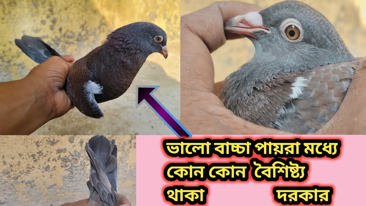 কোন পয়েন্ট দেখে একটা ভালো বাচ্চা পায়রা নিতে পারবে