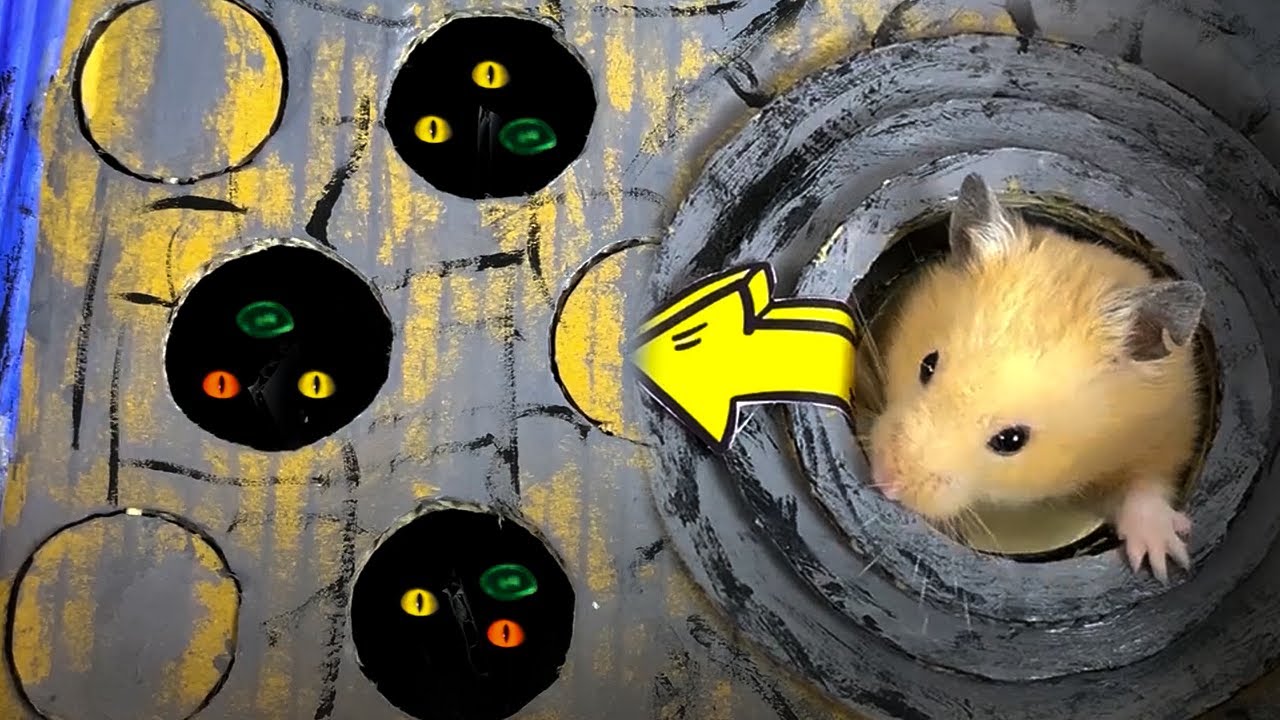 🐹Hamster Yellow with Traps Monster Maze 😱[OBSTACLE COURSE]😱 Hamster vs Tortoise