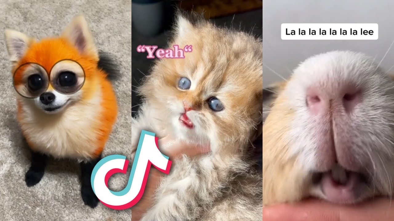 The CUTEST TikTok ANIMALS that will MAKE YOUR DAY...