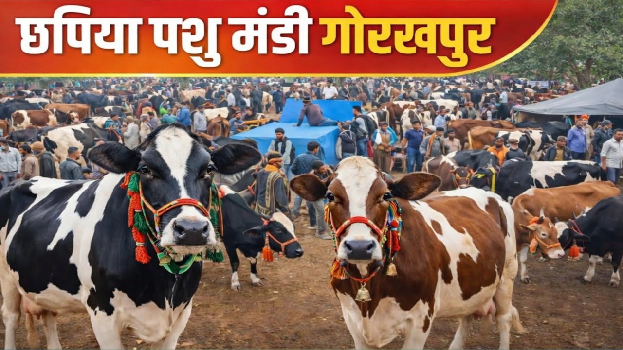 यहां मिलती है सबसे सस्ती गाय | छपिया पशु मेला गोरखपुर | Chhapiya Pashu Mandi Gorakhpur Up. 