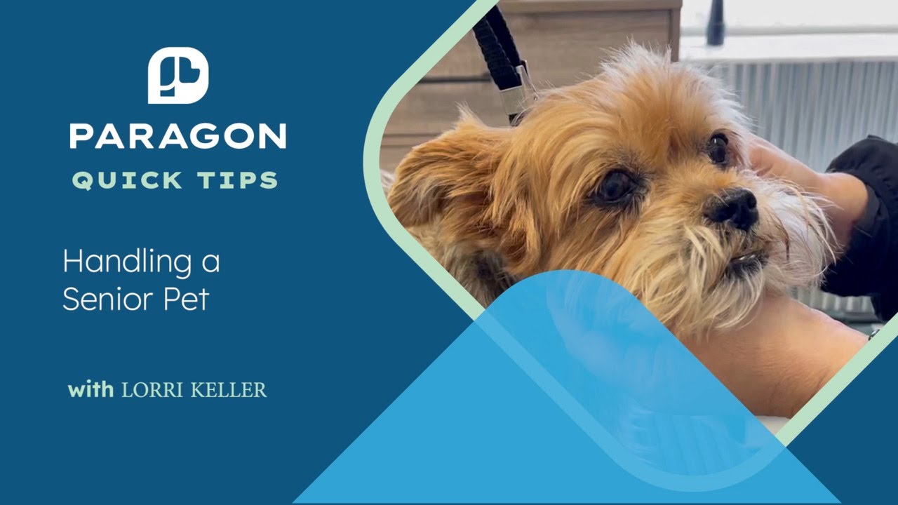 Quick Tips: Handling a Senior Pet with Lorri Keller