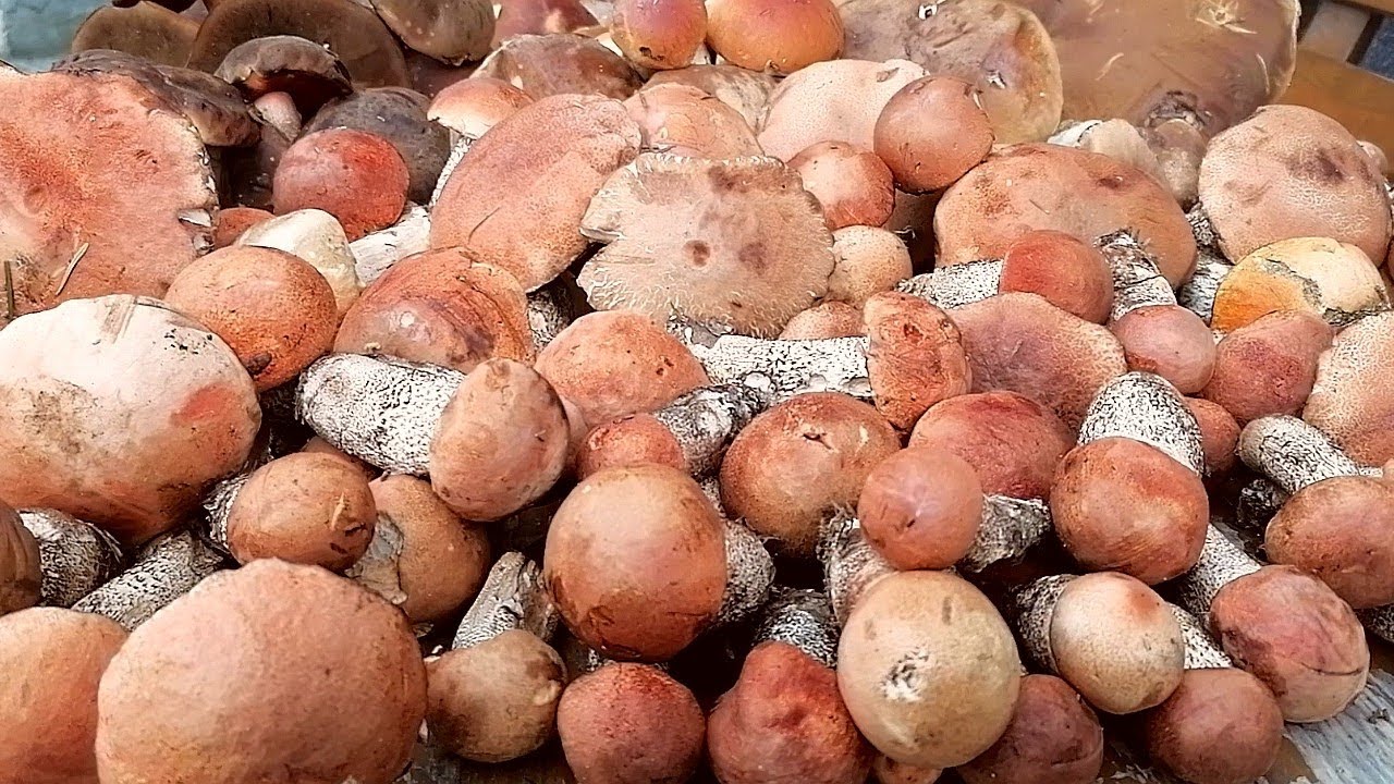 piękne...BOROWIKI SZLACHETNE grzybobranie SZOK!!!.czerwone..... zbieramy..2024#boletus