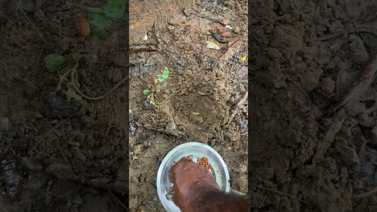 NATUAL FARMING VEGETABLE SEEDS STEP -1