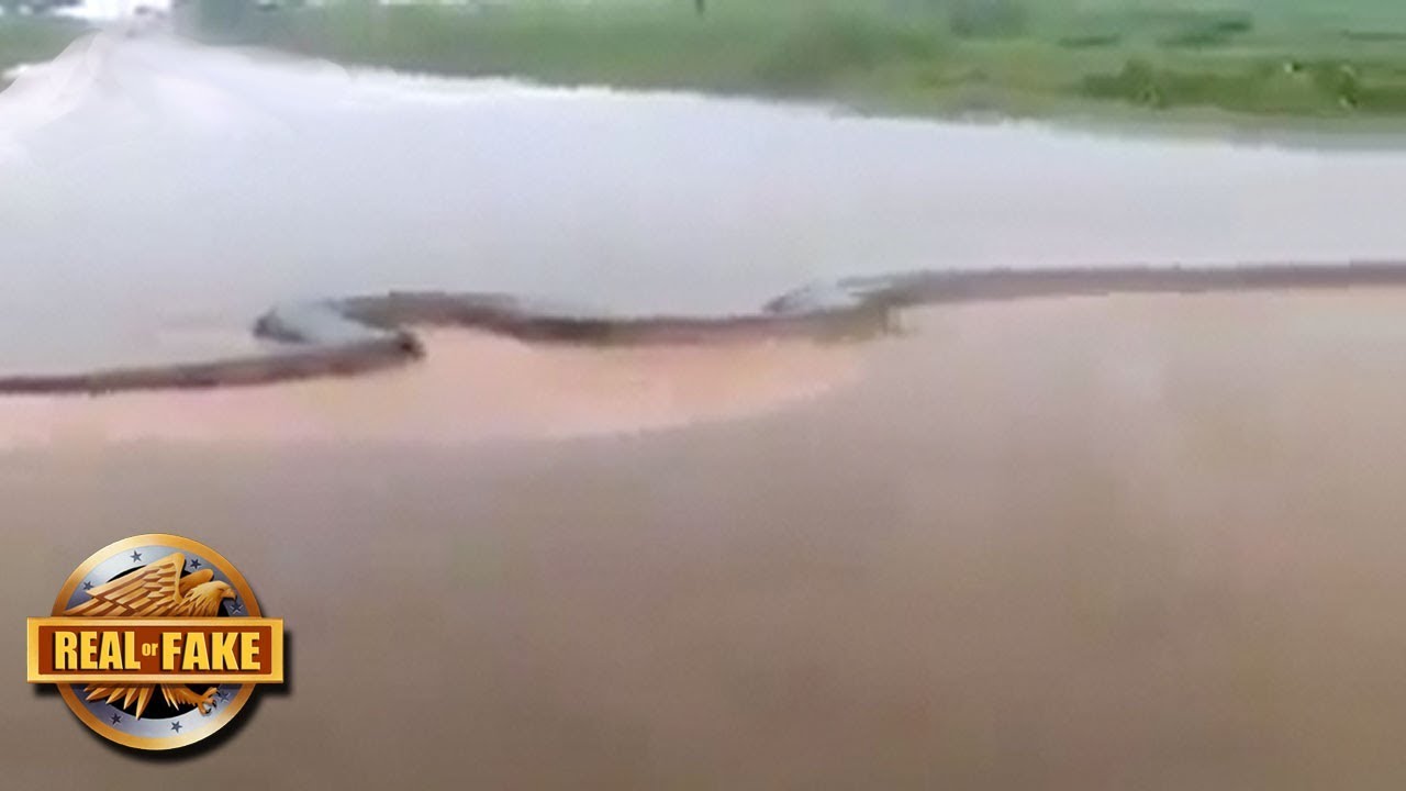 Real or Fake? Biggest Amazon Snake Ever + More