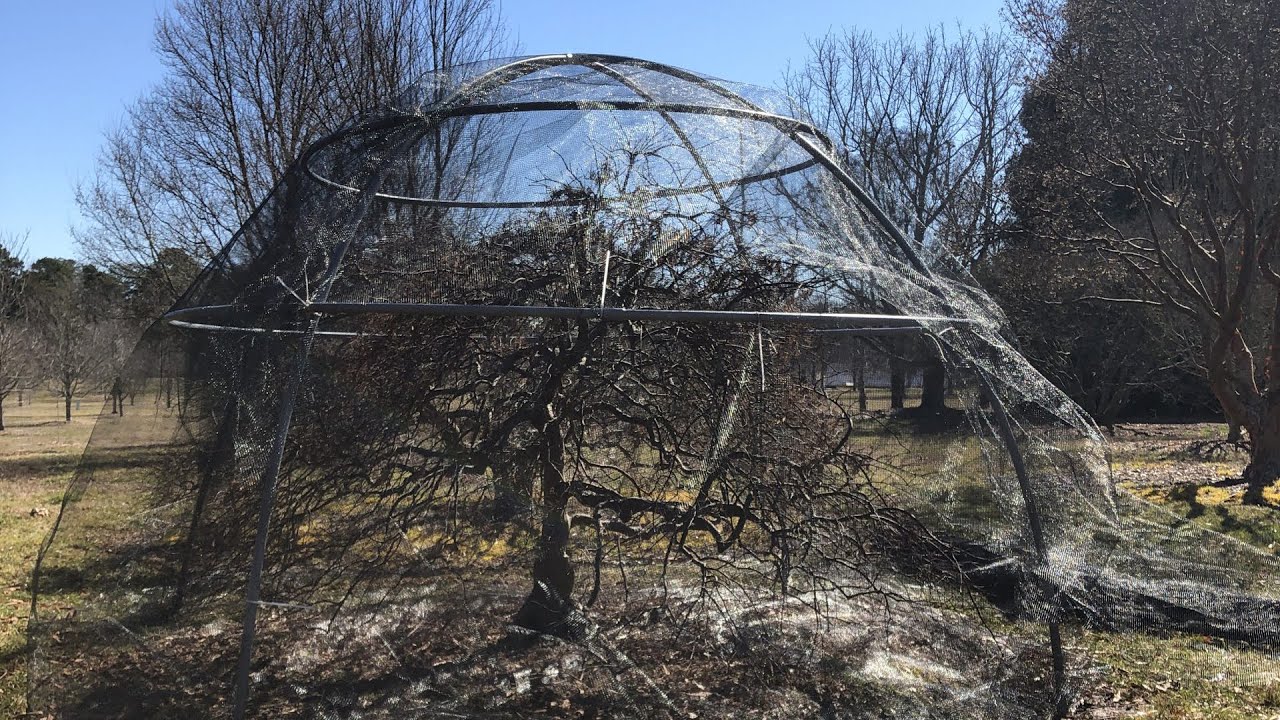 Installing Cicada Netting to Protect Trees and Shrubs