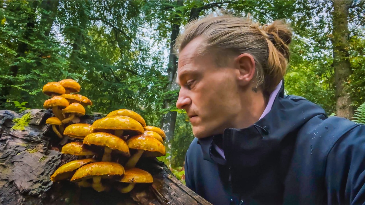 Сбор грибов (и их приготовление) 🍄
