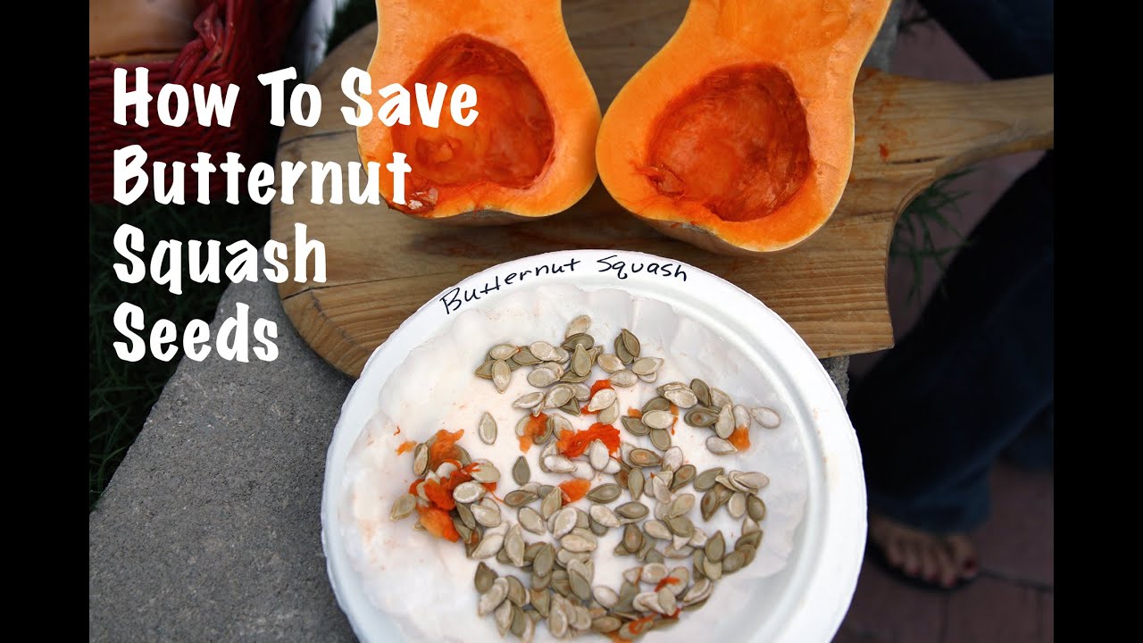 How To Save Butternut Squash Seeds