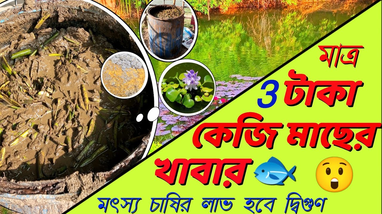 মাত্র 3 টাকা কেজি মাছের খাবার বাড়িতেই তৈরি করে ফেলুন।Make fish feed at home for just 3 Rs per kg।