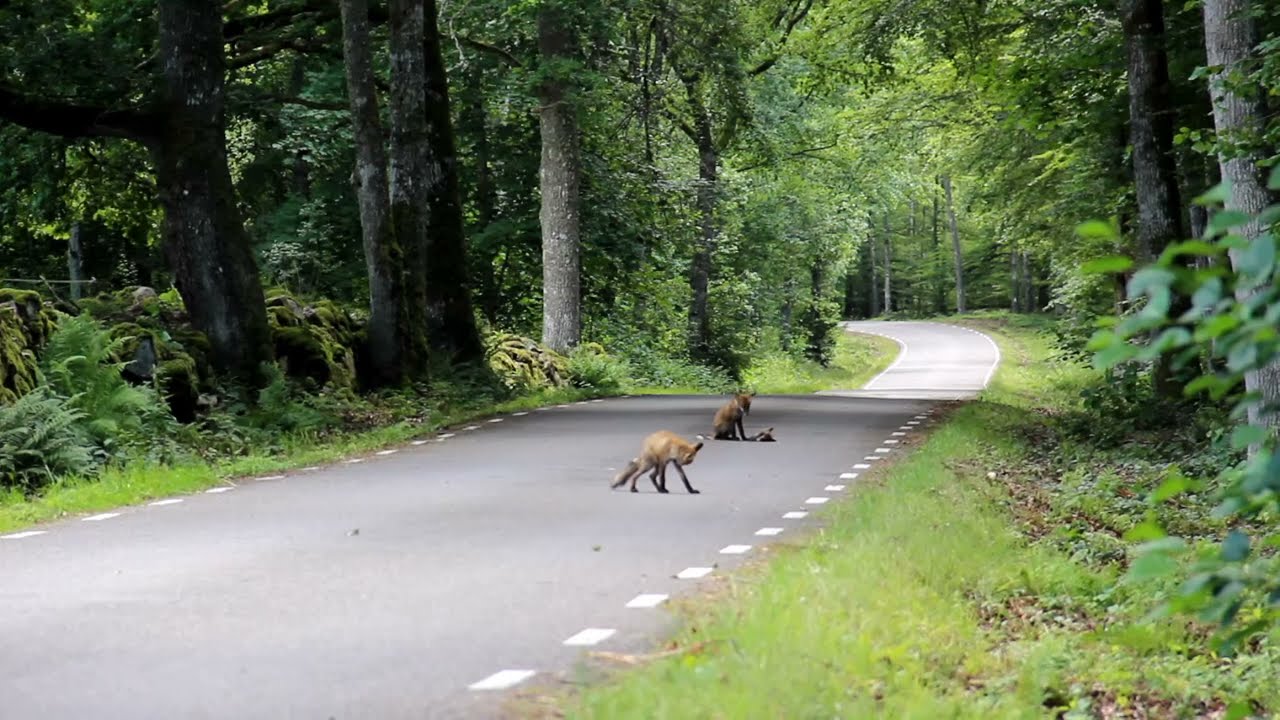 Åsnen nationalpark 2020