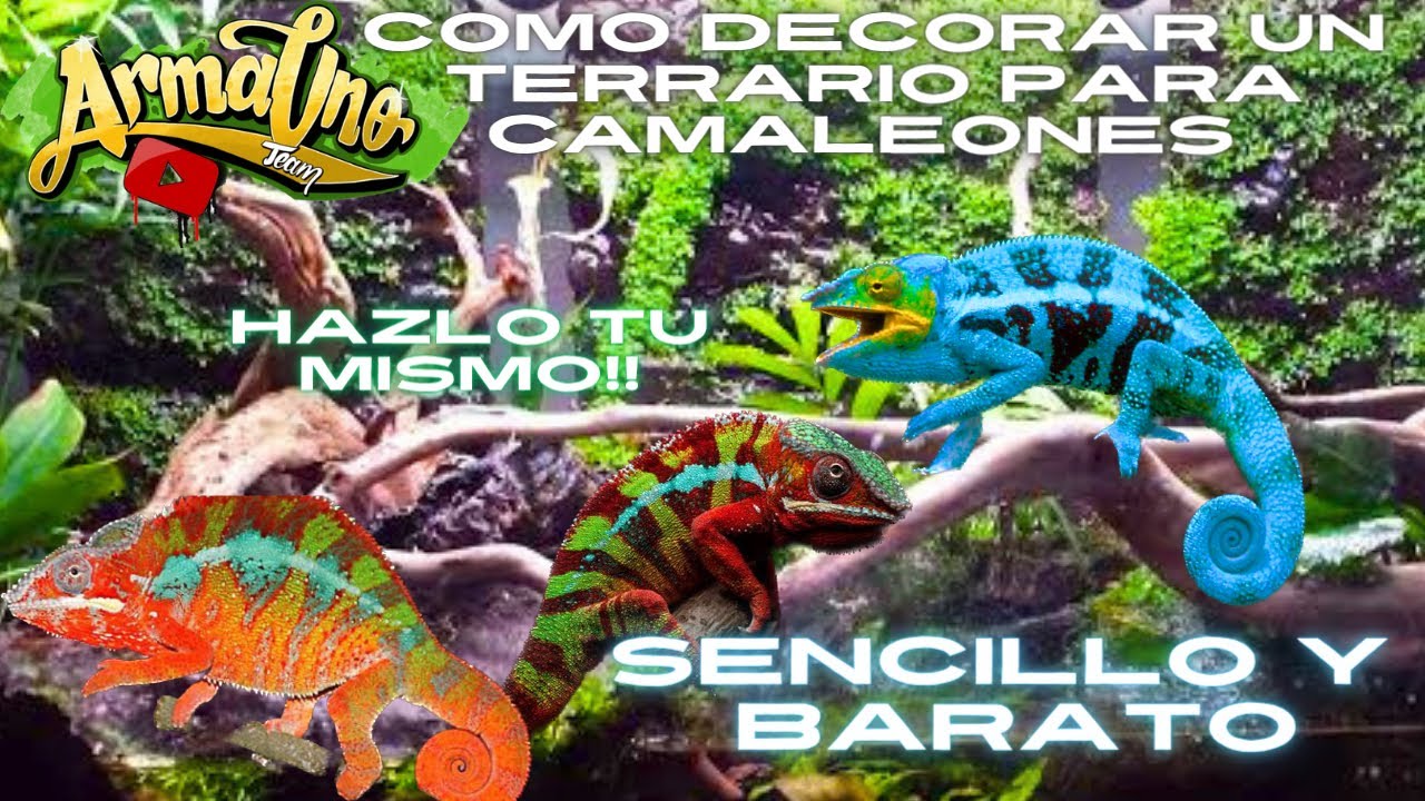 Decoración para terrario de camaleones sencilla y barata 🦎 HAZLO TÚ MISMO #terrarios #reptiles #diy