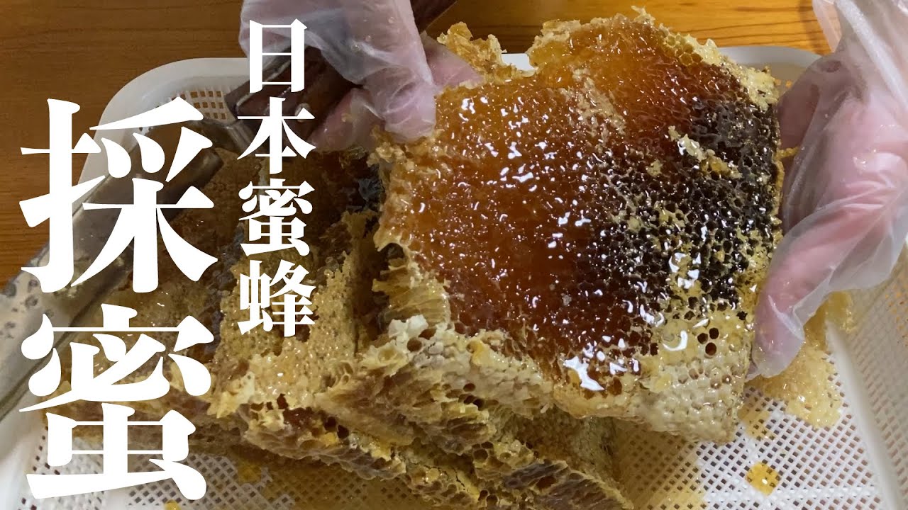 日本蜜蜂の採蜜『完熟ハチミツ』を収穫！