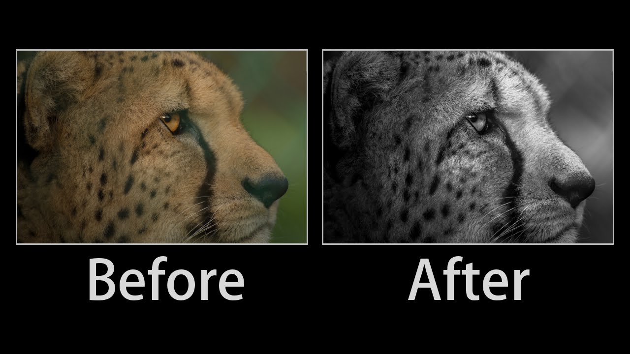 Lightroom 6 cc 2015 Wildlife Photography Editing Tutorial - From The RAW File To The Finished Photo!