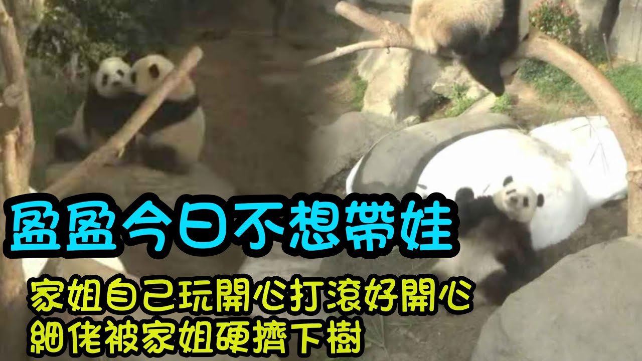 2月5日  家姐等著媽媽想喝奶，盈盈今日不想帶娃，家姐自己玩的好興奮，開心打滾，兩姐弟樹上玩鬧推來推去#panda #大熊貓家姐細佬 #大熊貓加加得得