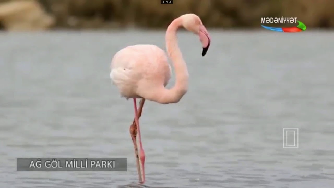 Azərbaycan Təbiəti-Ağgöl Milli Parkı-Əbülfəz Tağıyev.