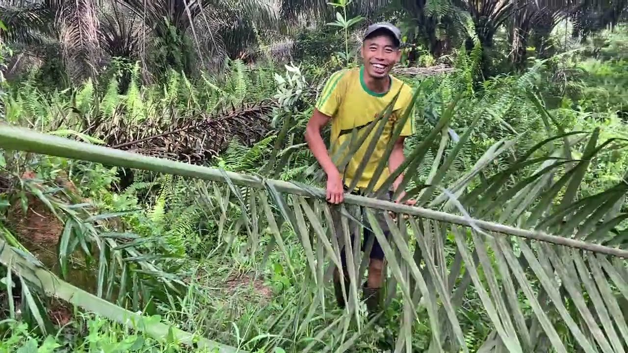 PEMANEN PLASMA ASAL KERANJI KARANGAN KEC LANDAK COBA PANEN SAWIT SETINGGI LIMA METER PAKE EGREK
