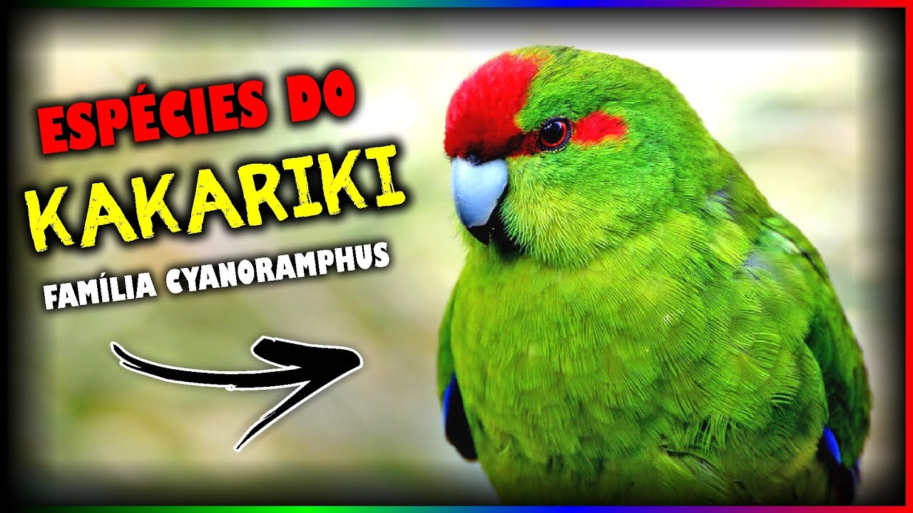 TODAS AS ESPÉCIES DO KAKARIKI - CONHEÇA AS VARIEDADES DA FAMÍLIA CYANORAMPHUS!