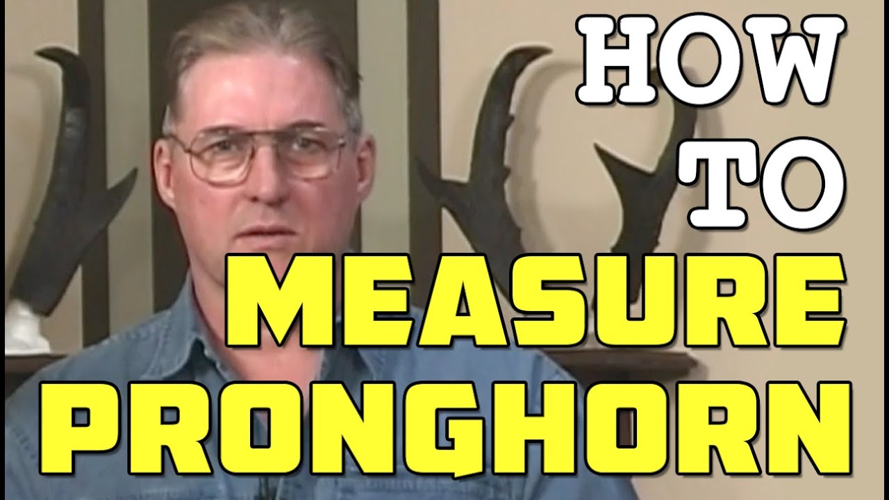 How to Measure a Pronghorn