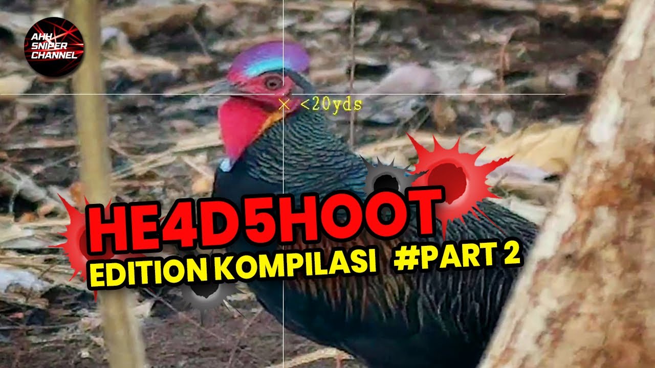 HEADSHOOT EDITION KOMPILASI PART 2 !! BERBURU AYAM HUTAN HIJAU !! HUNTING GREEN JUNGLE FOWL !!