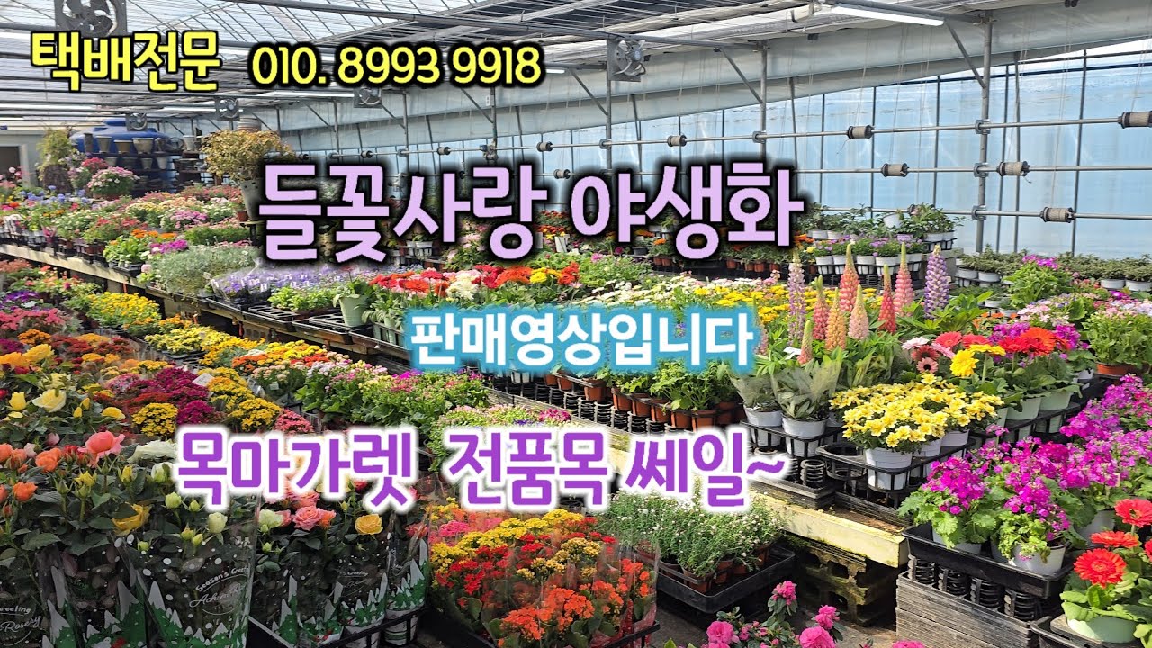#들꽃사랑야생화야생화#목마가렛전품목쎄일 