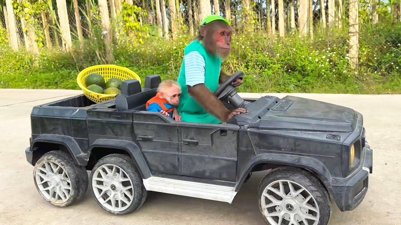 Too cute! CUTIS Drives a Supercar Takes Baby Monkey for Orange Juice