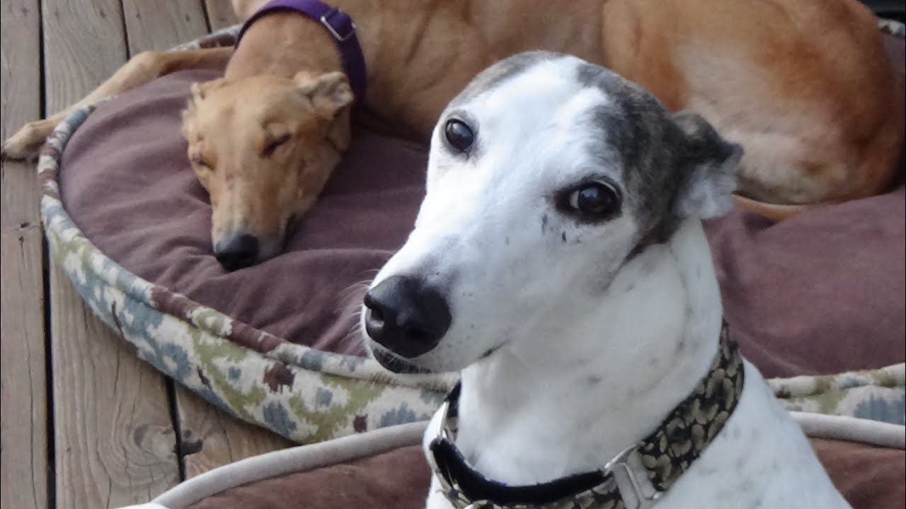 Heart Murmur in Dogs [3.05]