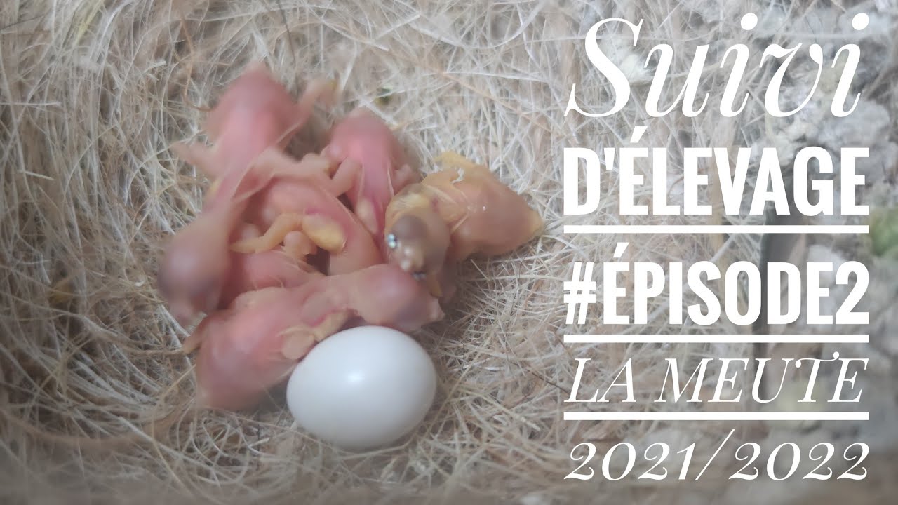 SUIVI D'ÉLEVAGE- Oiseaux exotiques/Gould 🐣 LA MEUTE