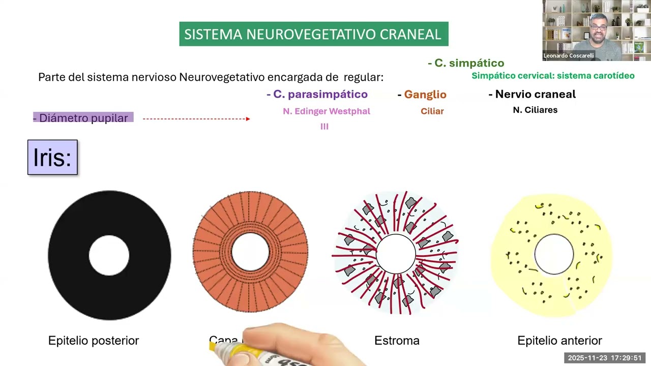 Sistema vegatativo craneal