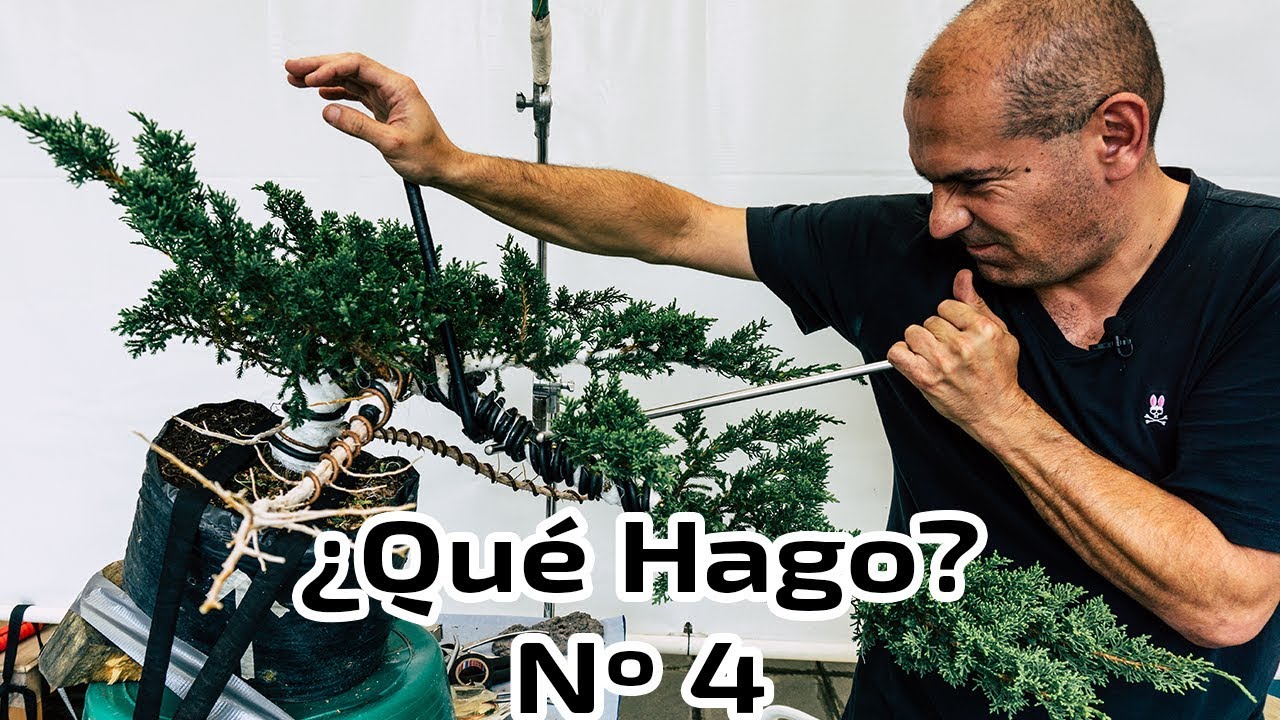 Del Vivero a Bonsai - Semi Cascada - Junípero - Qué Hago? Nº4
