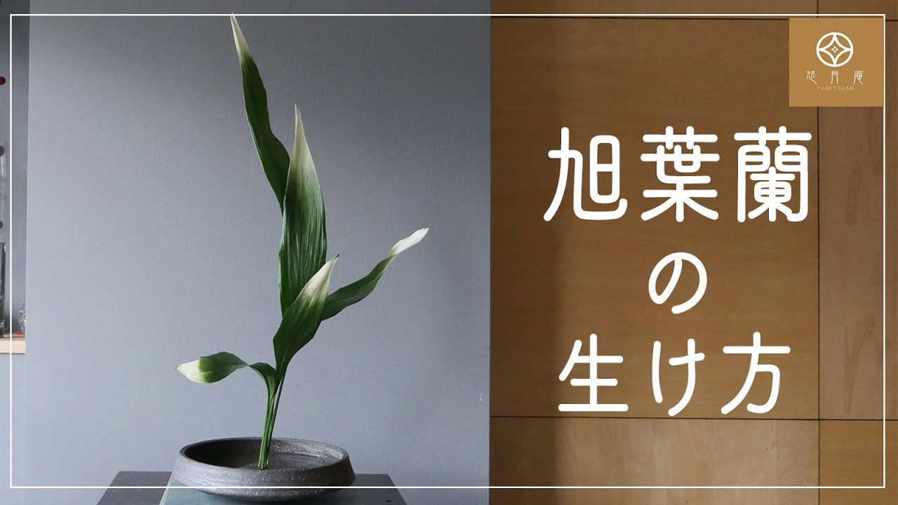 【格花】旭葉蘭の生け方《客位・５枚》Ikebana-Aspidistra elatior