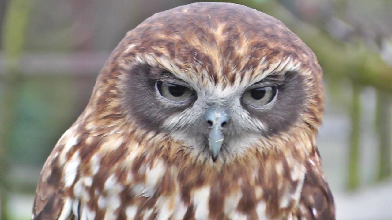 Morepork or Southern Boobook Owl at Screech Owl Sanctury